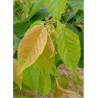 PRUNUS serrulata SHIMIDSU