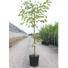 PRUNUS serrulata SHIROTAE En pot de 12-15 litres forme baliveau