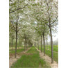 PRUNUS serrulata SHIROTAE
