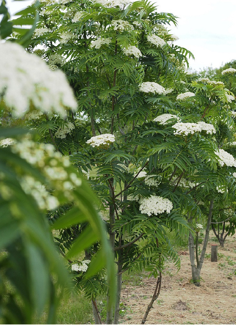 sorbier-dodong-sorbus-dodong.jpg