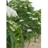 SORBUS DODONG