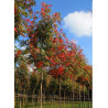 SORBUS DODONG