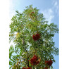 SORBUS DODONG