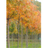 SORBUS DODONG