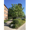 SORBUS DODONG
