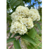 SORBUS aucuparia SHEERWATER SEEDLING
