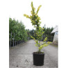 ULMUS hollandica WREDEI En pot de 15-20 litres