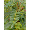 SORBUS vilmorinii