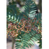 SORBUS vilmorinii