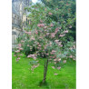 SORBUS vilmorinii