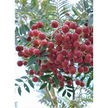 SORBUS vilmorinii SORBUS vilmorinii