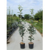 SORBUS aria LUTESCENS En pot de 12-15 litres forme baliveau
