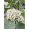 SORBUS aria LUTESCENS