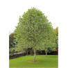 SORBUS aria LUTESCENS