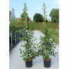 MALUS RED SENTINEL En pot de 12-15 litres forme baliveau hauteur 150-200 cm