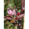 MALUS INDIAN MAGIC