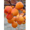 MALUS INDIAN MAGIC