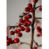 MALUS SUGAR TYME