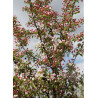 MALUS SUGAR TYME
