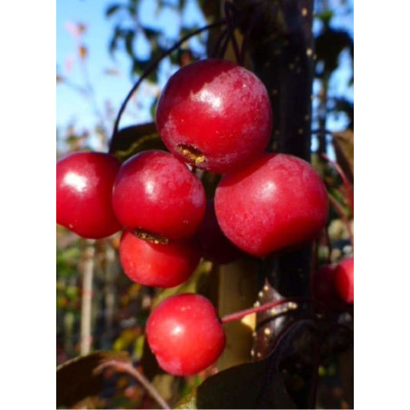 MALUS toringo SCARLETT MALUS toringo SCARLETT