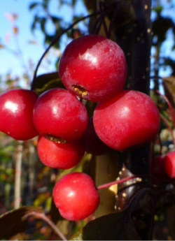 MALUS toringo SCARLETT