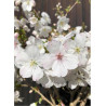 PRUNUS THE BRIDE