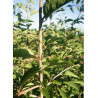 PRUNUS THE BRIDE