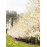 PRUNUS THE BRIDE