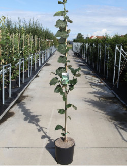 TILIA tomentosa En pot de 12-15 litres forme baliveau