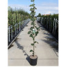 TILIA tomentosa En pot de 12-15 litres forme baliveau