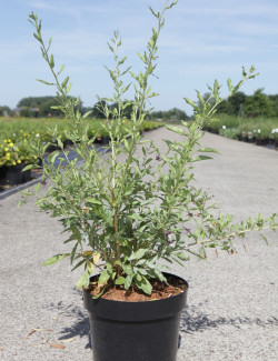 GOJI BIG LIFEBERRY En pot de 3-4 litres