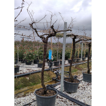 VIGNE DE TABLE En pot forme tige avec un vieux tronc