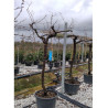 VIGNE DE TABLE En pot forme tige avec un vieux tronc