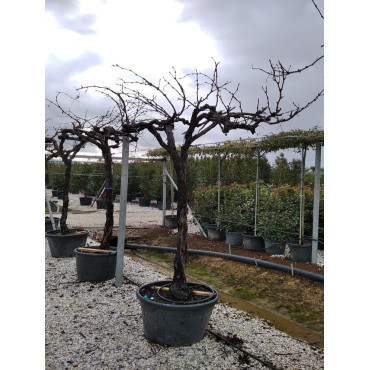 VIGNE DE TABLE En pot forme tige avec un vieux tronc