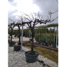 VIGNE DE TABLE En pot forme tige avec un vieux tronc