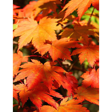 ACER japonicum VITIFOLIUM ACER japonicum VITIFOLIUM