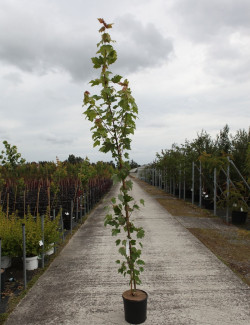 ACER WILLIAM CALDWELL En pot de 12-15 litres baliveau hauteur 150-175 cm