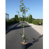 ACER davidii VIPER En pot de 12-15 litres forme baliveau