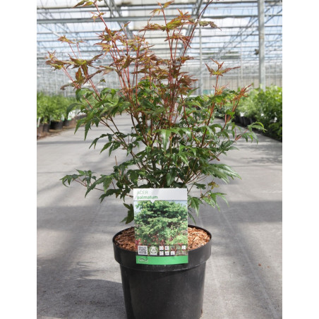 ACER palmatum En pot de 3-4 litres buisson hauteur 040-060 cm