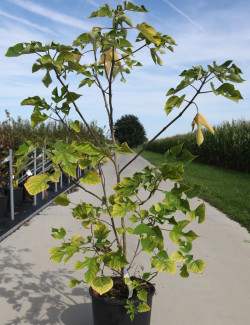 BROUSSONETIA papyrifera En pot de 15-20 litres buisson hauteur 080-100 cm