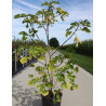 BROUSSONETIA papyrifera En pot de 15-20 litres