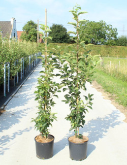 MALUS GOLDEN HORNET En pot de 12-15 litres forme baliveau
