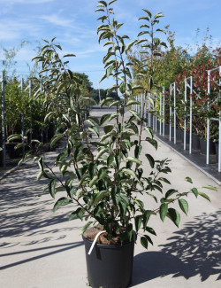 MALUS SUGAR TYME En pot de 15-20 litres forme buisson hauteur 080-100 cm