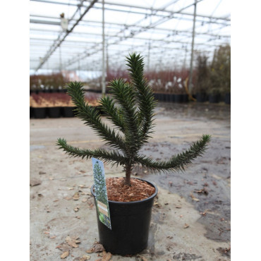 ARAUCARIA araucana En pot de 7-10 litres hauteur 040-050 cm