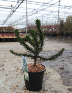 ARAUCARIA araucana En pot de 7-10 litres hauteur 040-050 cm