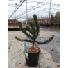 ARAUCARIA araucana En pot de 7-10 litres hauteur 040-050 cm