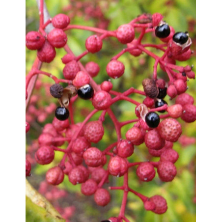 ZANTHOXYLUM simulans ZANTHOXYLUM simulans
