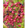 ZANTHOXYLUM simulans