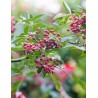 ZANTHOXYLUM simulans