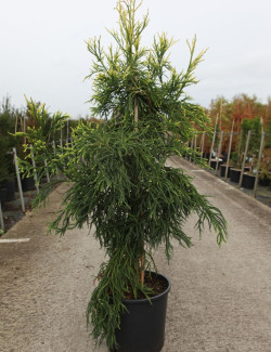 CRYPTOMERIA japonica KYARA GOLD En pot de 15-20 litres hauteur 100-125 cm